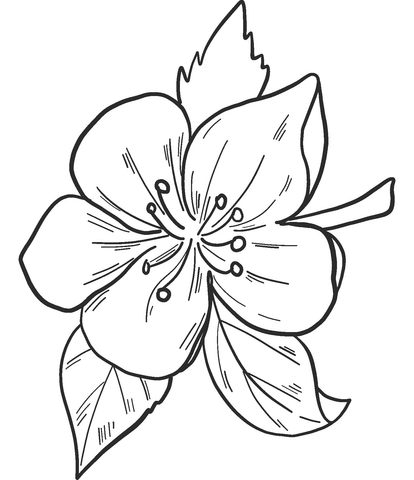 Apple Flower Coloring Page